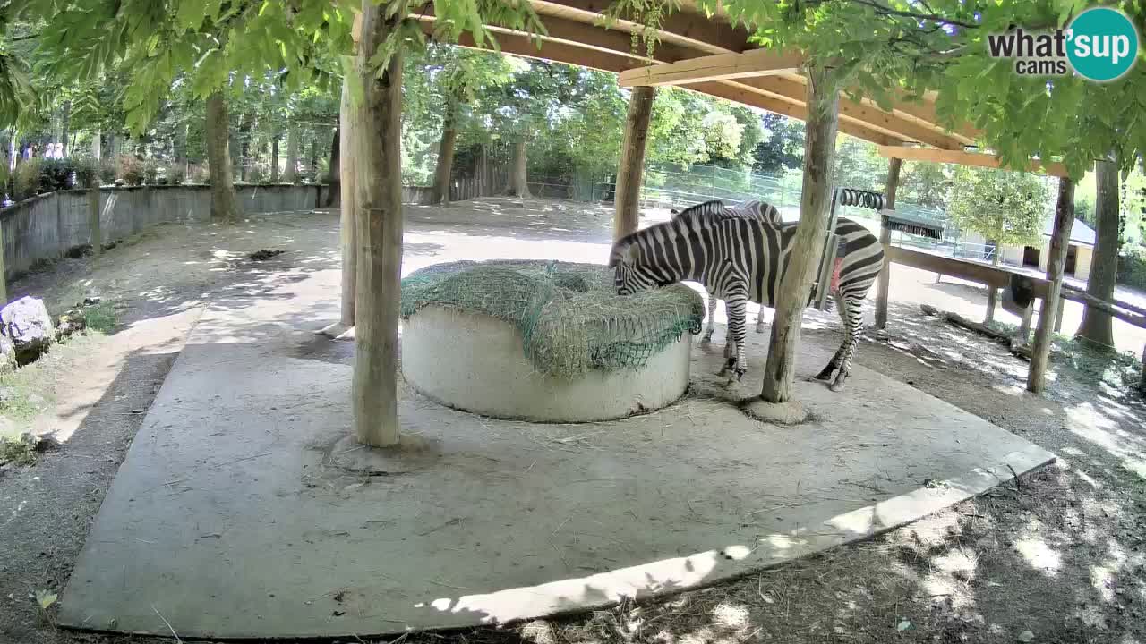 Live webcam Zebras in Ljubljana ZOO – Slovenia