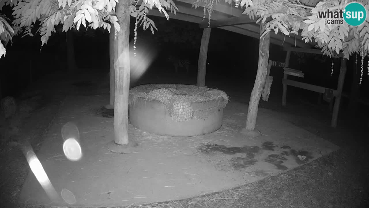 Camera en vivo Cebras in Ljubljana ZOO – Eslovenia