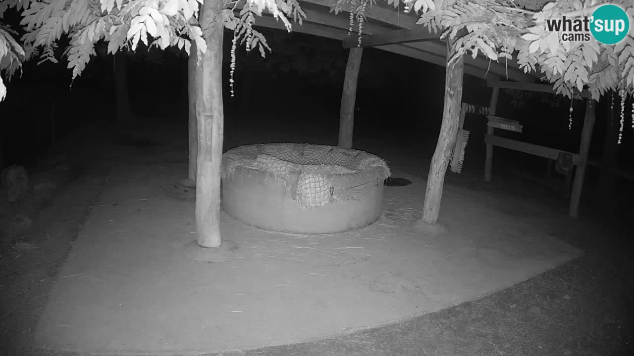 Live Webcam Zebras in Ljubljana ZOO – Slowenien