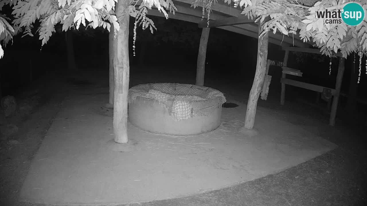 Live webcam Les zèbres in Ljubljana ZOO – Slovénie
