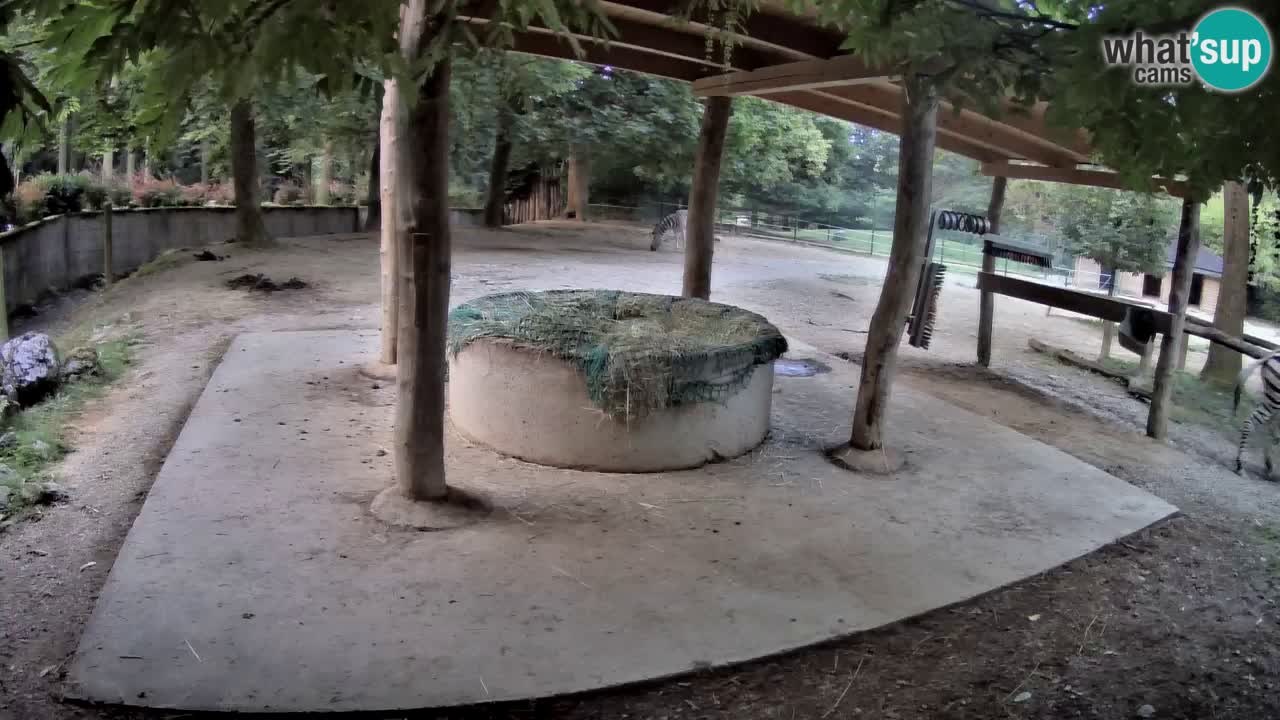 Le Zebre nello ZOO di Ljubljana – Slovenia Live webcam