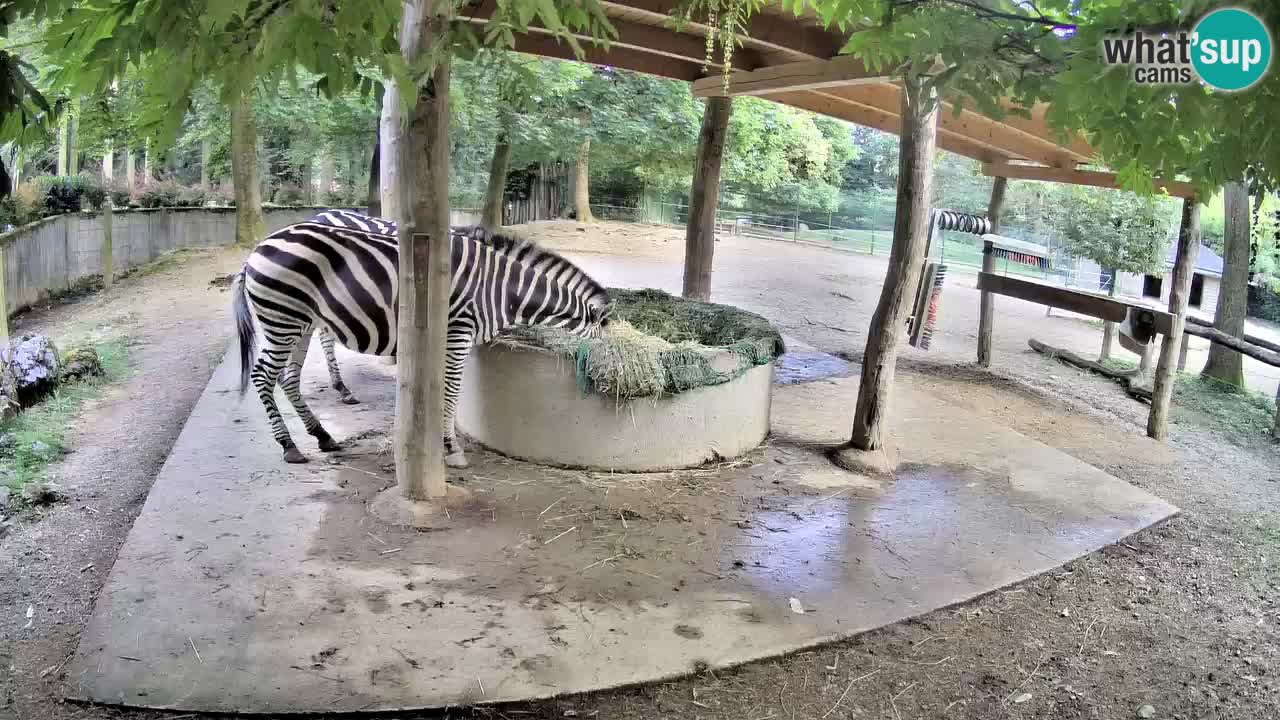 Live webcam Zebras in Ljubljana ZOO – Slovenia