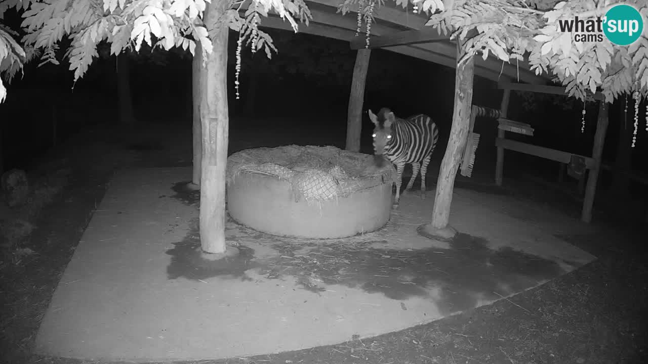 Live webcam Les zèbres in Ljubljana ZOO – Slovénie