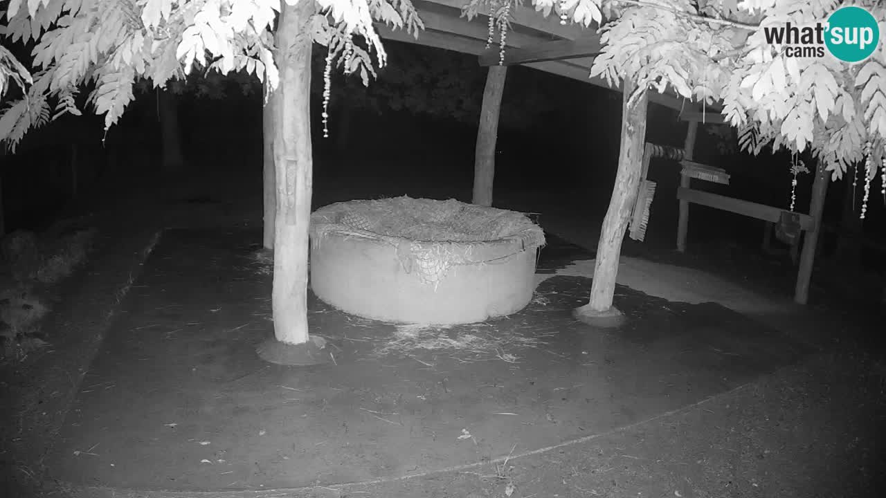Live webcam Zebras in Ljubljana ZOO – Slovenia