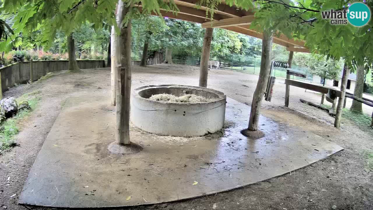 Live webcam Les zèbres in Ljubljana ZOO – Slovénie