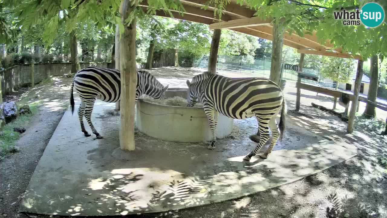Live Webcam Zebras in Ljubljana ZOO – Slowenien