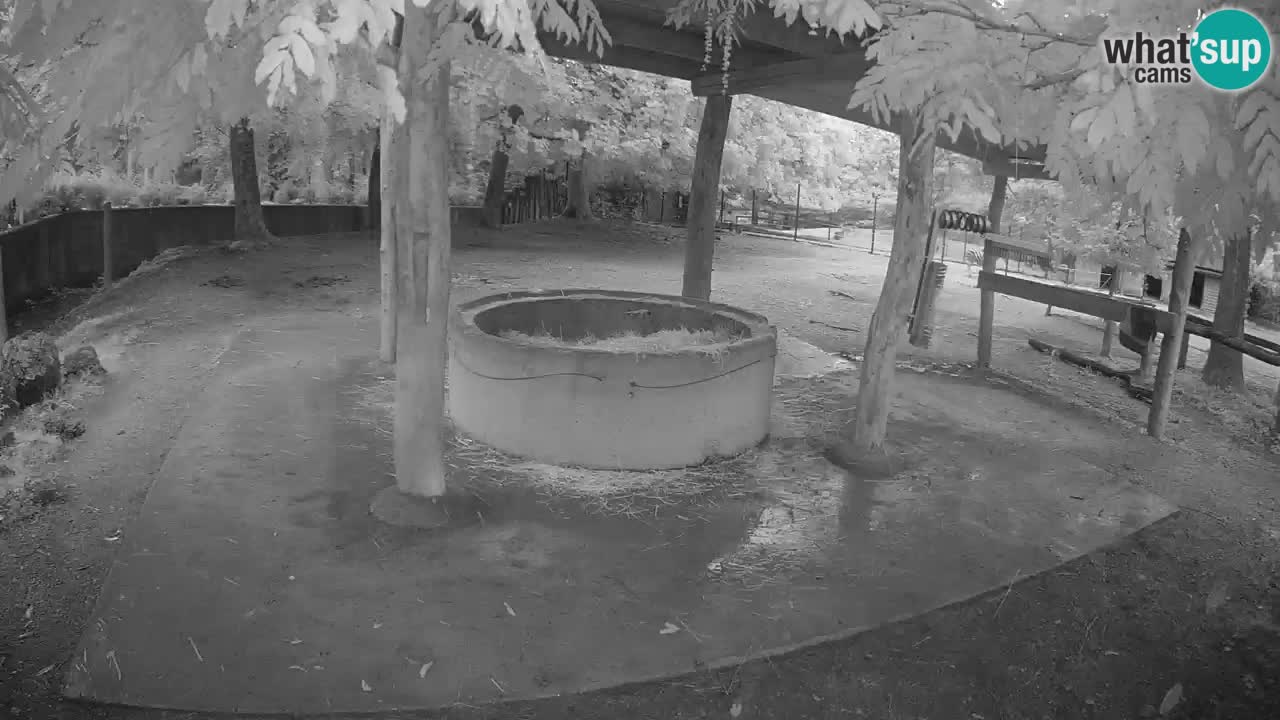 Zebre v živo v živalskem vrtu Ljubljana ZOO spletne kamere