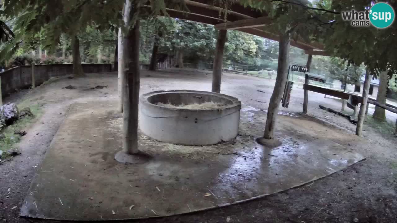 Live webcam Zebras in Ljubljana ZOO – Slovenia