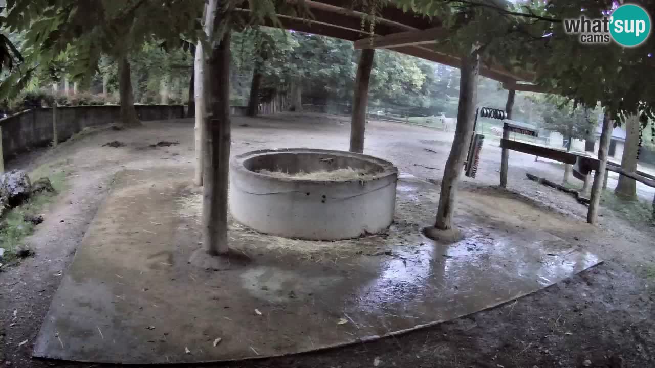 Live webcam Zebras in Ljubljana ZOO – Slovenia