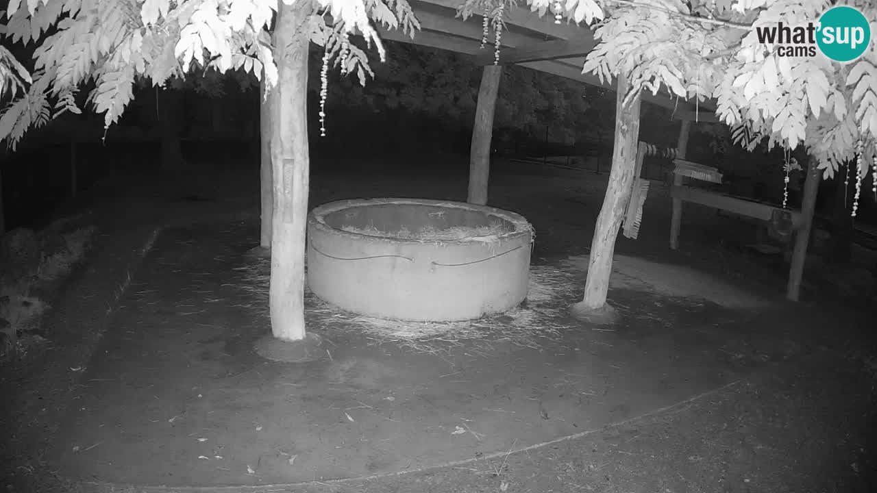 Live webcam Zebras in Ljubljana ZOO – Slovenia