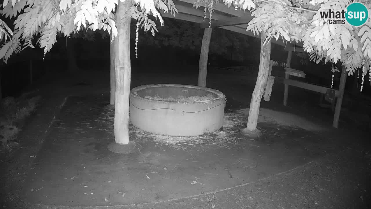 Live webcam Zebras in Ljubljana ZOO – Slovenia