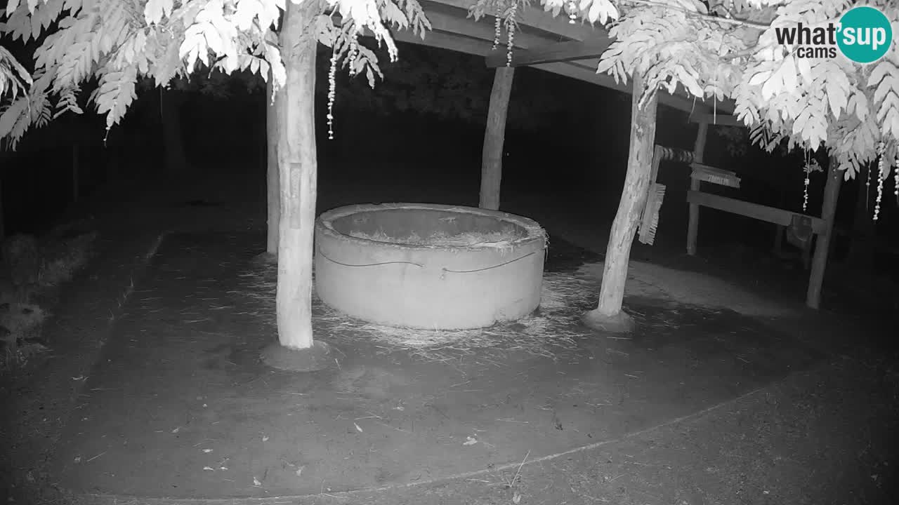 Live webcam Zebras in Ljubljana ZOO – Slovenia