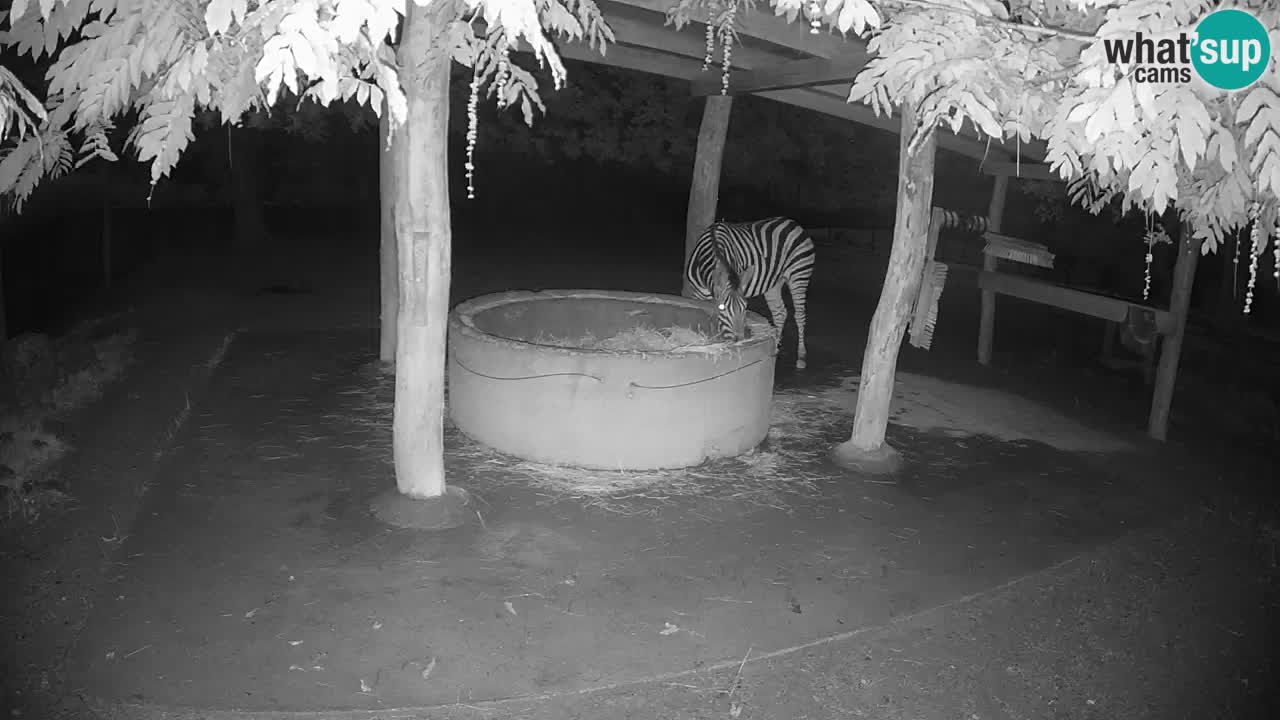 Le Zebre nello ZOO di Ljubljana – Slovenia Live webcam