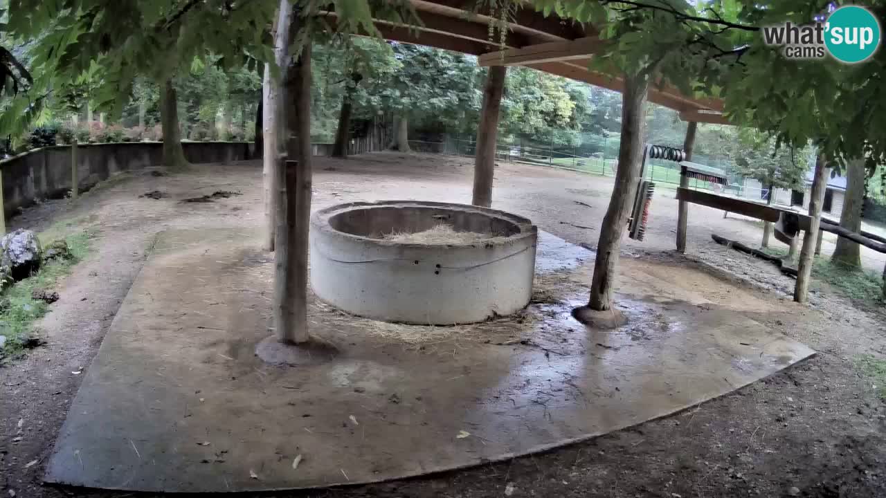 Live webcam Zebras in Ljubljana ZOO – Slovenia