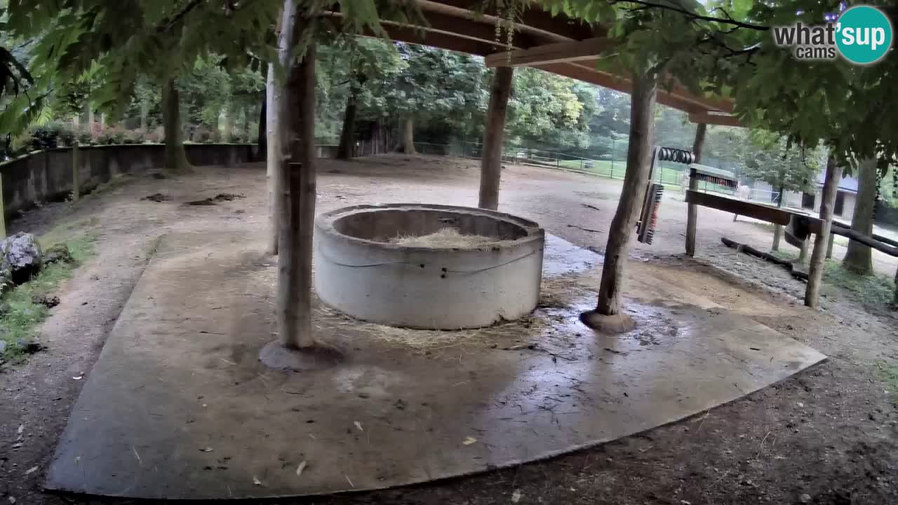 Live webcam Zebras in Ljubljana ZOO – Slovenia