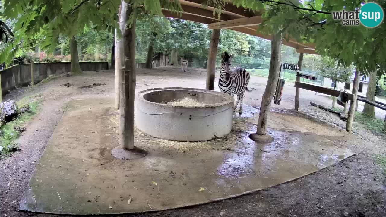 Live webcam Zebras in Ljubljana ZOO – Slovenia