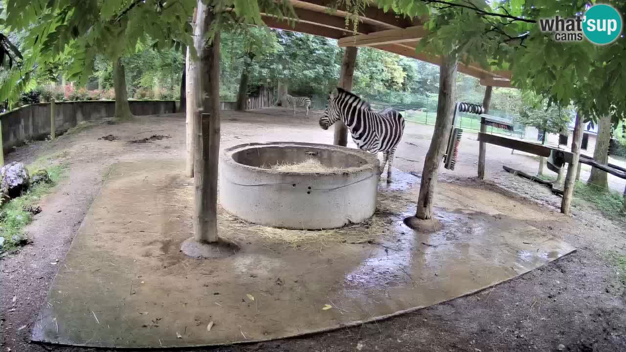 Live webcam Zebras in Ljubljana ZOO – Slovenia