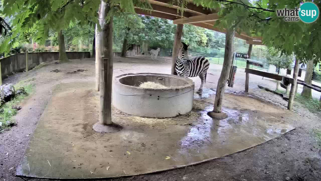 Live webcam Zebras in Ljubljana ZOO – Slovenia