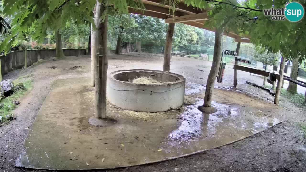 Live webcam Zebras in Ljubljana ZOO – Slovenia
