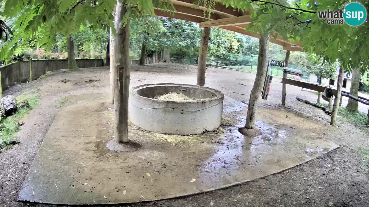 Live webcam Zebras in Ljubljana ZOO – Slovenia
