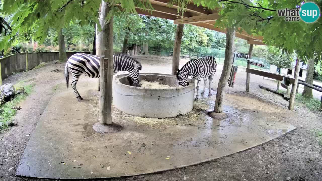 Live webcam Zebras in Ljubljana ZOO – Slovenia