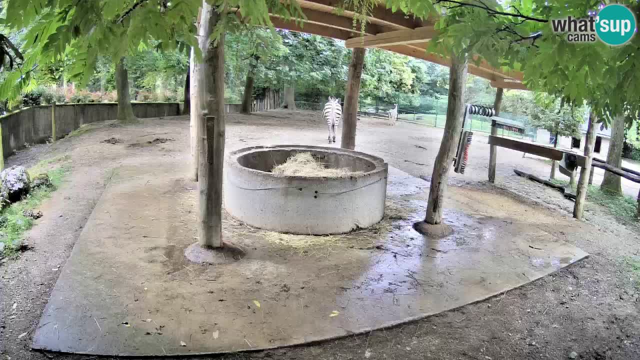Le Zebre nello ZOO di Ljubljana – Slovenia Live webcam