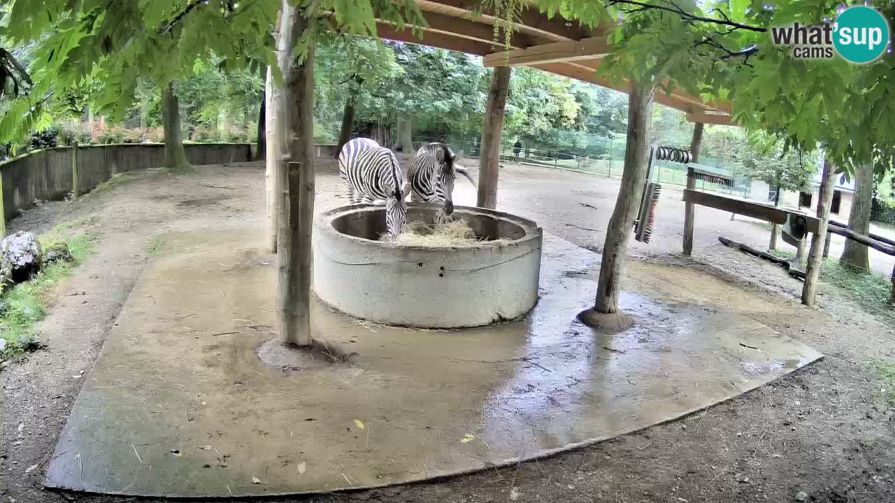 Live webcam Zebras in Ljubljana ZOO – Slovenia