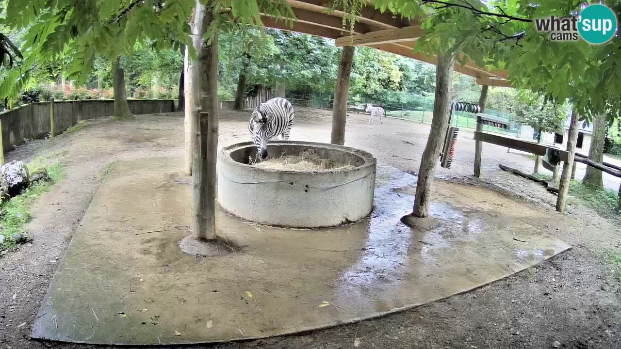 Live webcam Zebras in Ljubljana ZOO – Slovenia