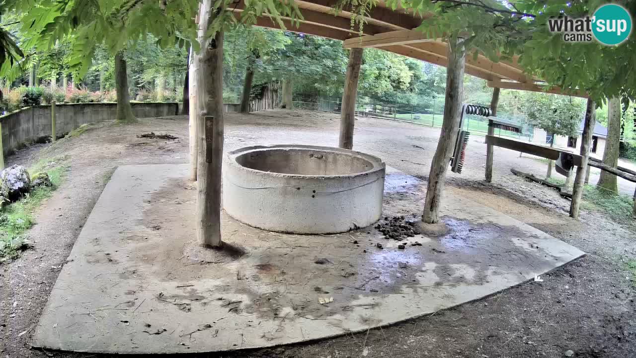 Le Zebre nello ZOO di Ljubljana – Slovenia Live webcam