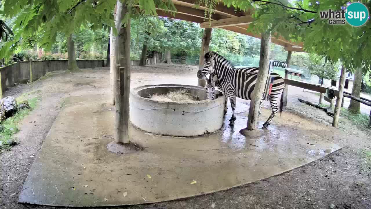 Live webcam Zebras in Ljubljana ZOO – Slovenia