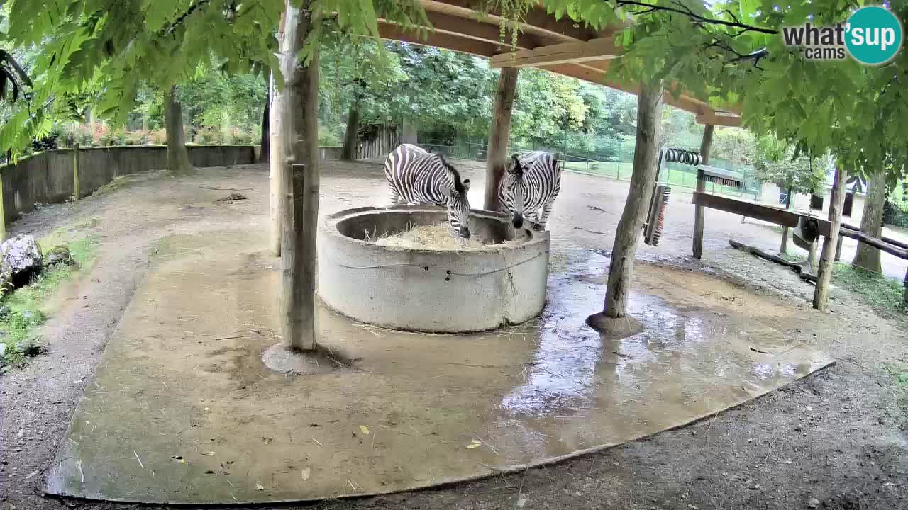 Live webcam Zebras in Ljubljana ZOO – Slovenia