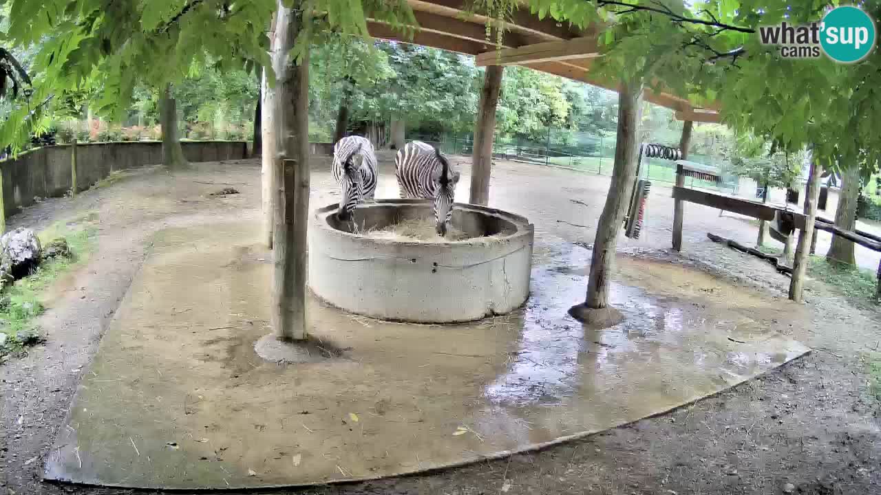 Live webcam Zebras in Ljubljana ZOO – Slovenia