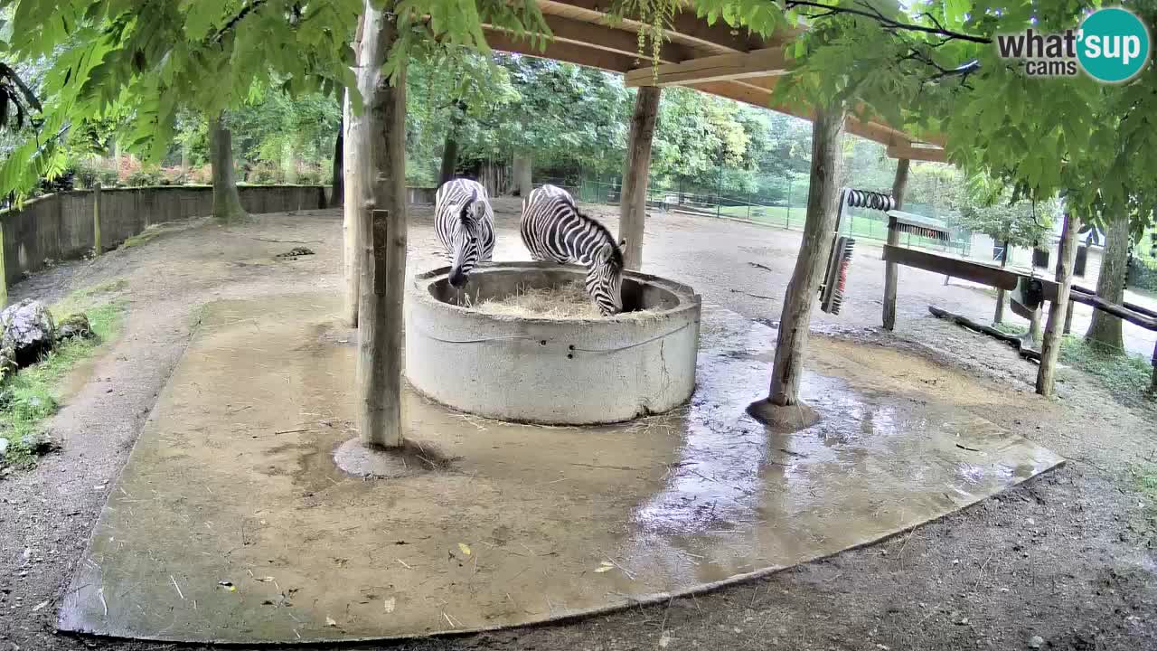 Le Zebre nello ZOO di Ljubljana – Slovenia Live webcam