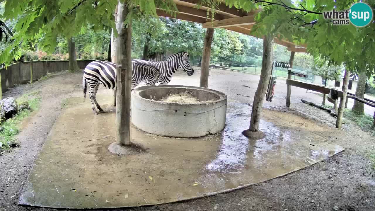 Le Zebre nello ZOO di Ljubljana – Slovenia Live webcam