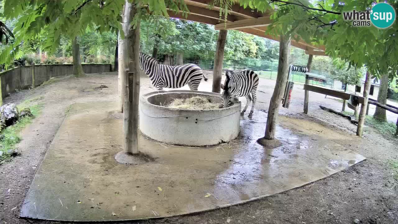 Web kamera uživo Zebras u ZOO Ljubljana – Slovenija