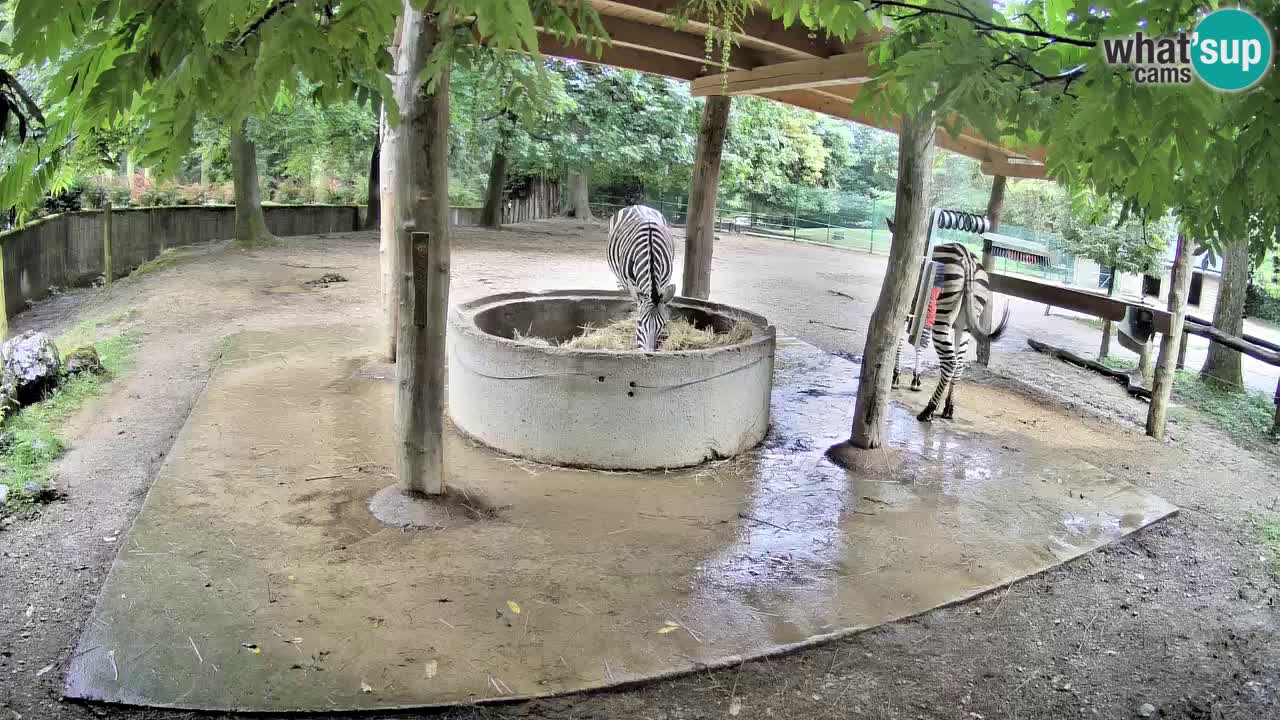 Live webcam Zebras in Ljubljana ZOO – Slovenia
