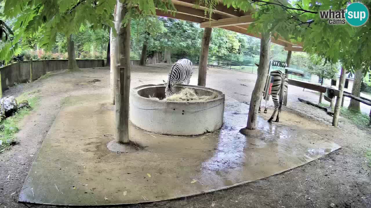 Le Zebre nello ZOO di Ljubljana – Slovenia Live webcam
