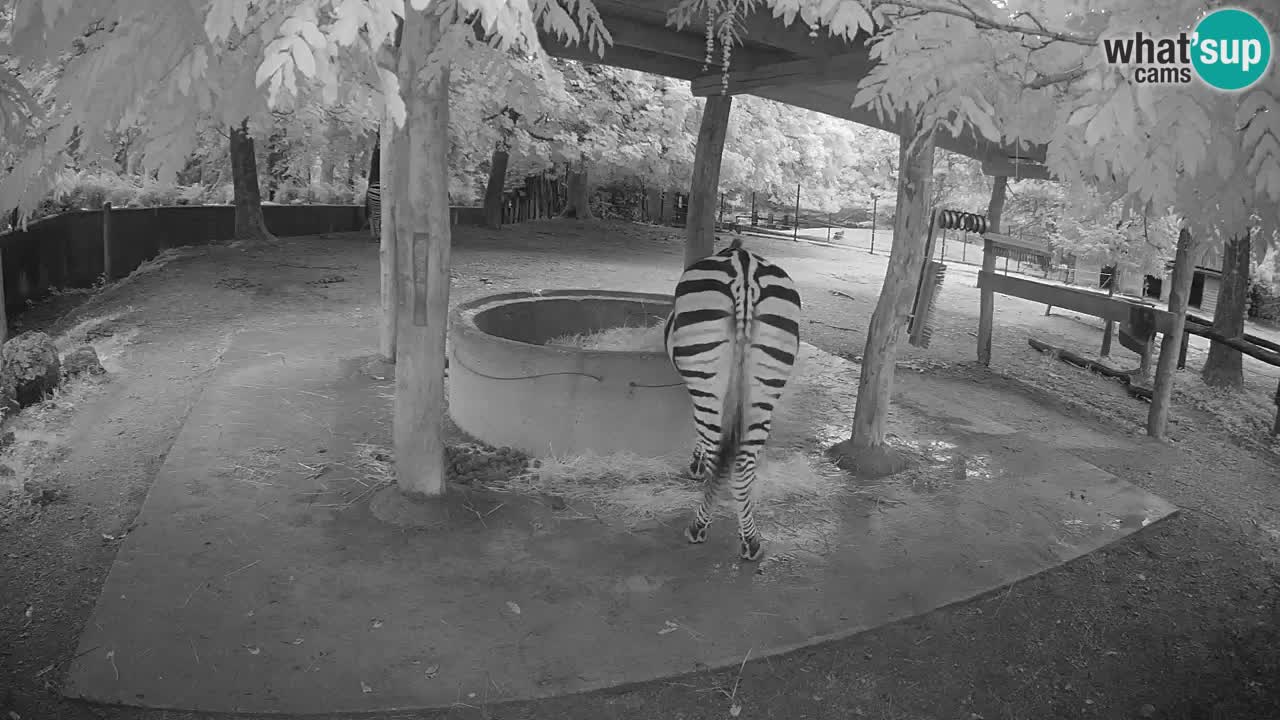 Le Zebre nello ZOO di Ljubljana – Slovenia Live webcam