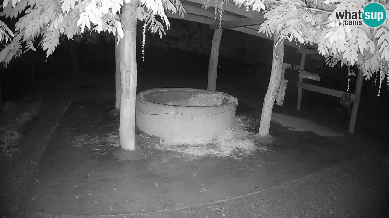 Live webcam Zebras in Ljubljana ZOO – Slovenia