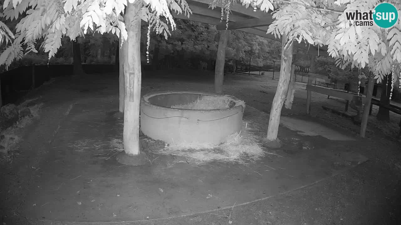 Le Zebre nello ZOO di Ljubljana – Slovenia Live webcam