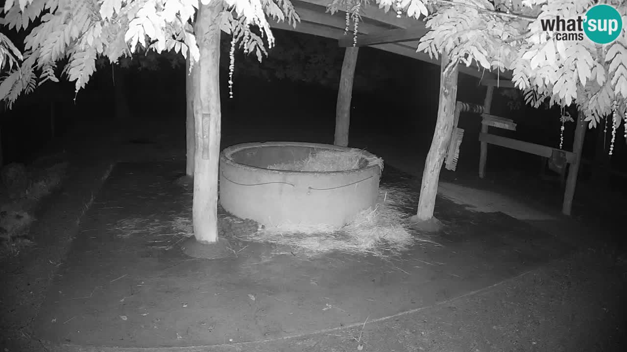 Live webcam Zebras in Ljubljana ZOO – Slovenia