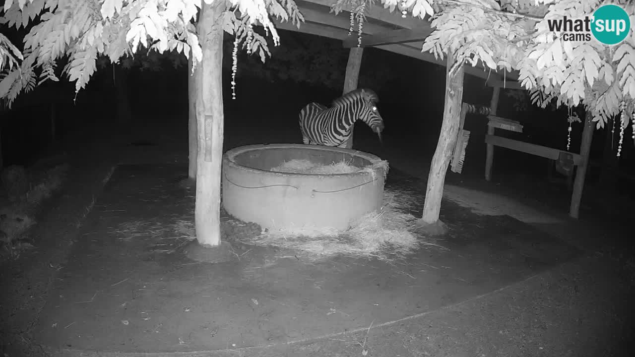 Live webcam Zebras in Ljubljana ZOO – Slovenia
