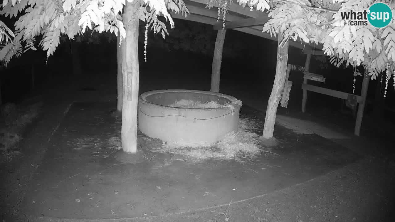 Le Zebre nello ZOO di Ljubljana – Slovenia Live webcam
