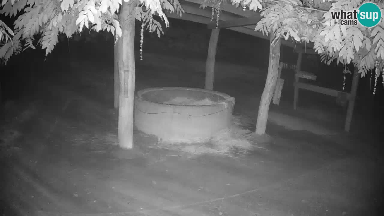 Le Zebre nello ZOO di Ljubljana – Slovenia Live webcam