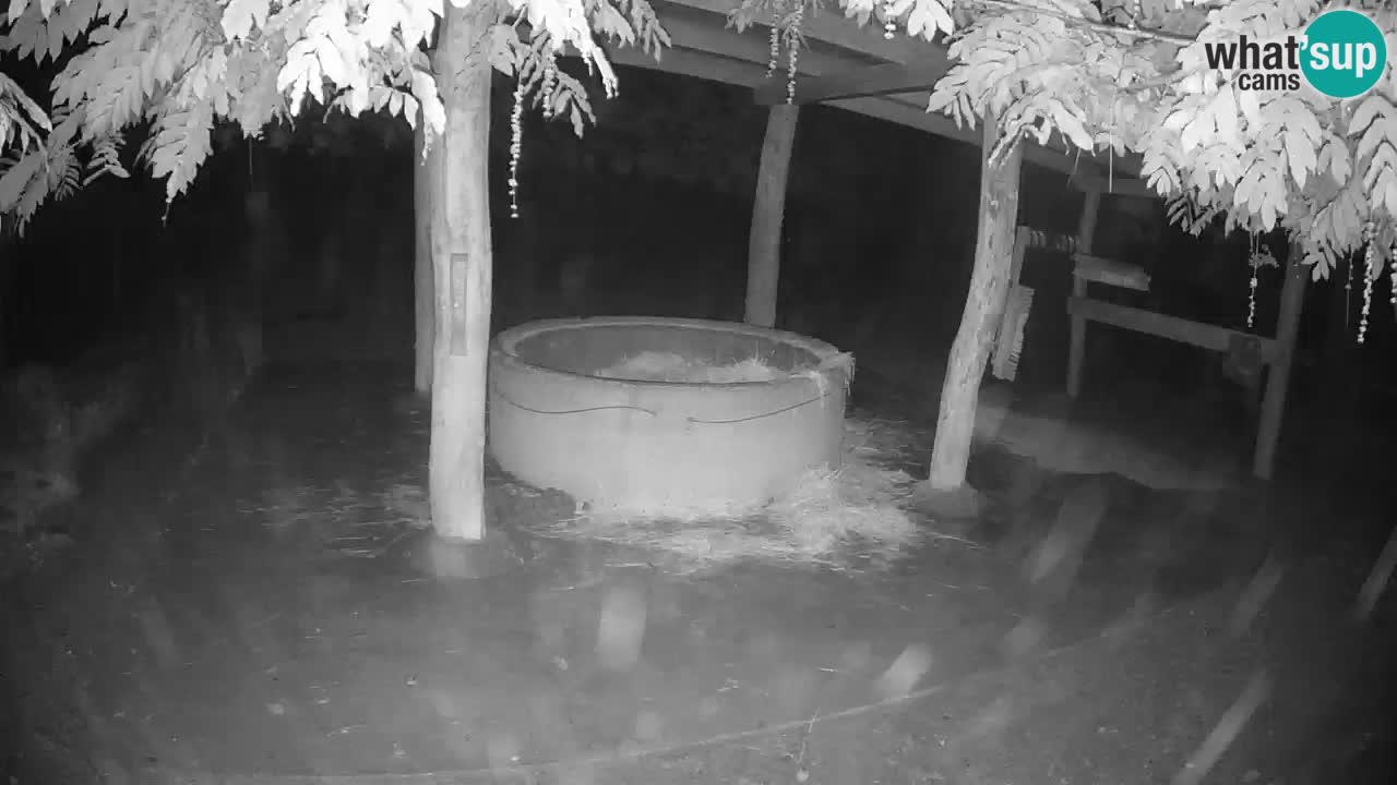 Live webcam Zebras in Ljubljana ZOO – Slovenia