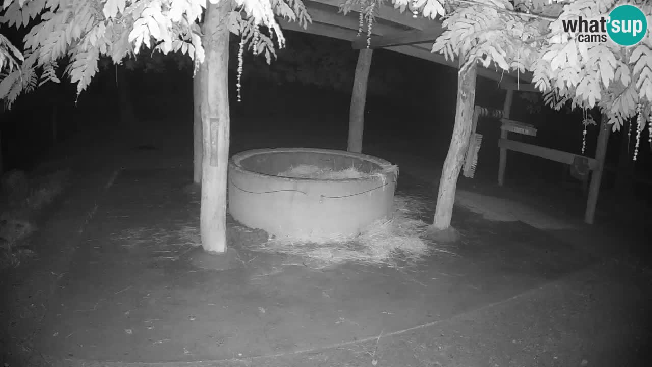 Le Zebre nello ZOO di Ljubljana – Slovenia Live webcam