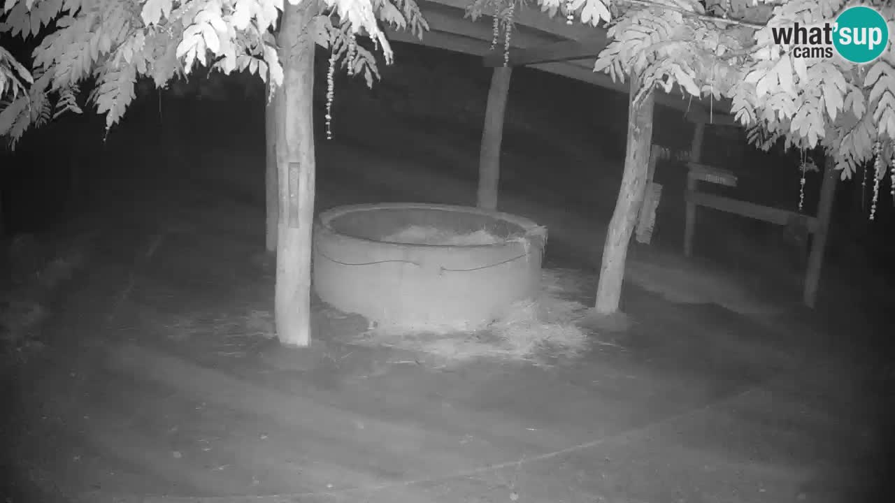 Web kamera uživo Zebras u ZOO Ljubljana – Slovenija