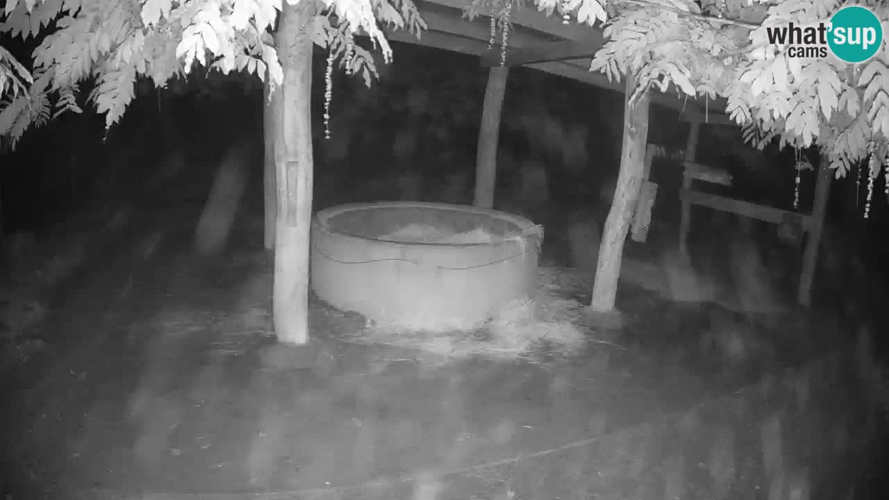 Le Zebre nello ZOO di Ljubljana – Slovenia Live webcam
