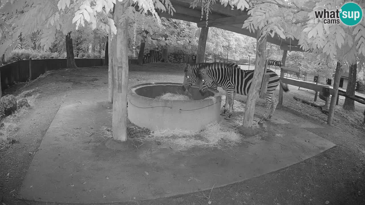 Le Zebre nello ZOO di Ljubljana – Slovenia Live webcam