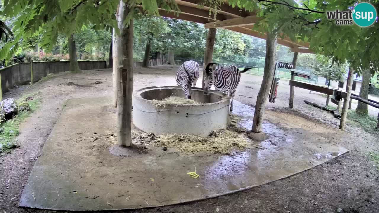 Le Zebre nello ZOO di Ljubljana – Slovenia Live webcam